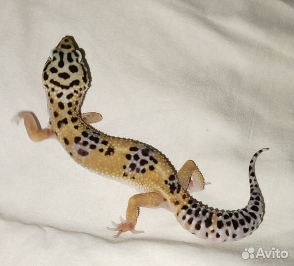 Геккон эублефар