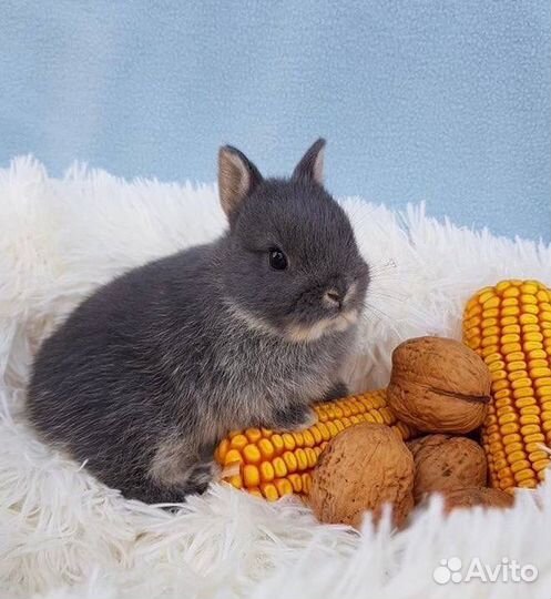 Самый Большой Выбор Кроликов в Питомнике Привитые