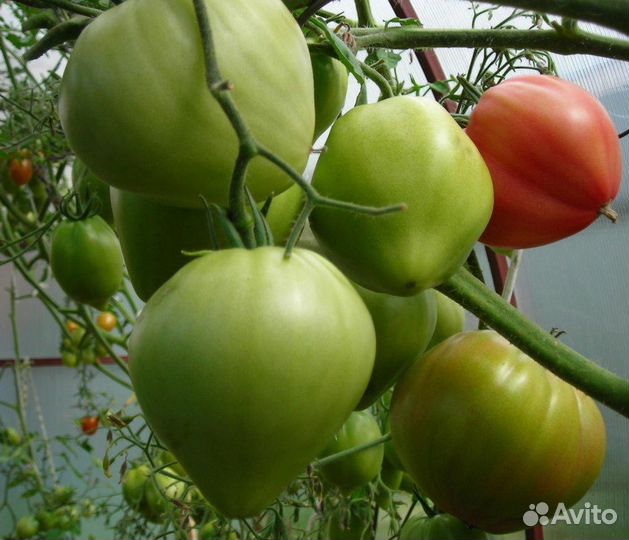 Семена томат Сахарный Бизон