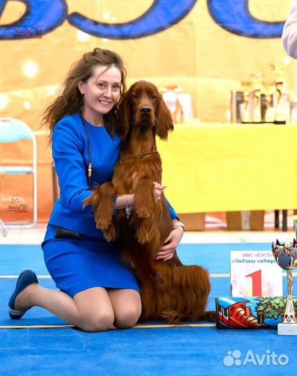 Дрессировка, подготовка к выставке, груминг