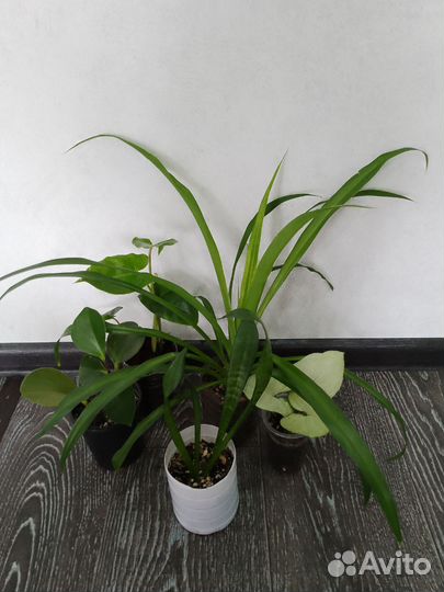 Набор из комнатных растений