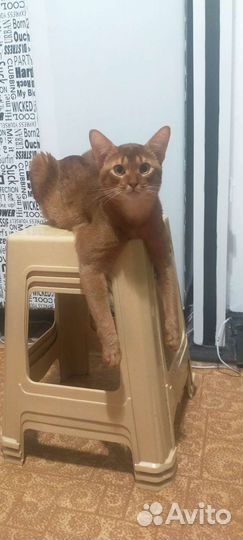 Приглашаем невесту на вязку)