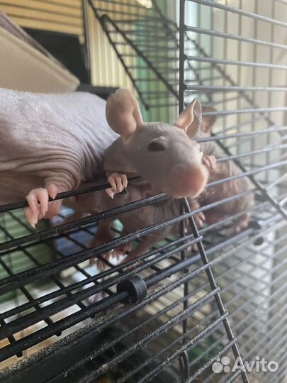 Лысая крыса сфинкс Дамбо