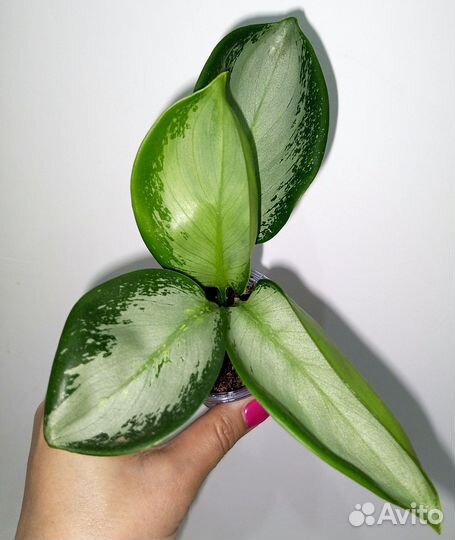 Аглаонема Thang Chang Puek