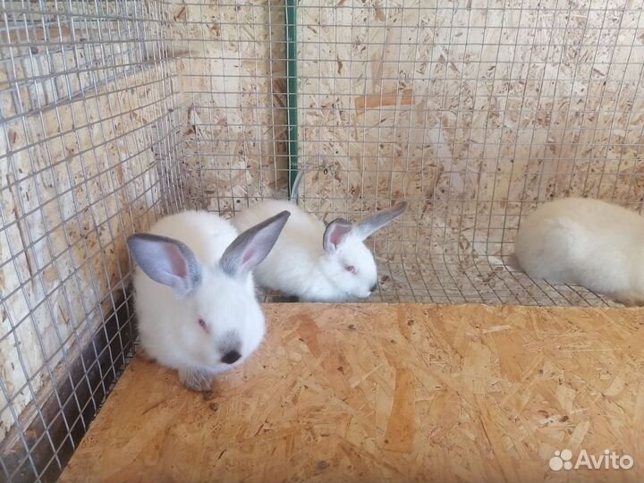 Кролики советская Шиншилла, Калифорния