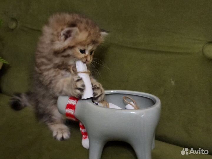 Пушистые комочки хотят к себе домой