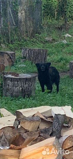 Отдам щенков