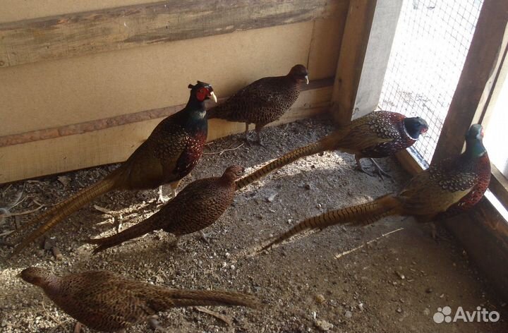 Продам семьи фазанов