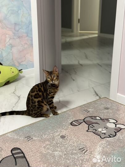 Бенгальский кот