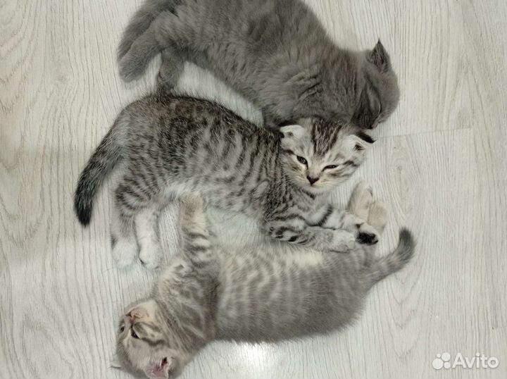 Шотландский вислоухий котёнок