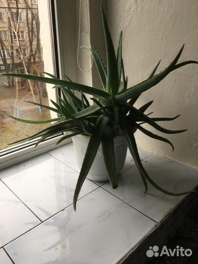 Комнатные цветы