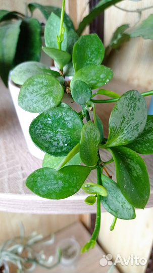 Хойи биакенсис сплеш, Розита