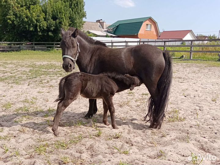 Шетлендские пони