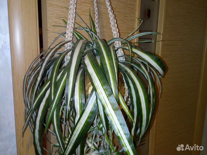 Цветы растения подвес кашпо макраме