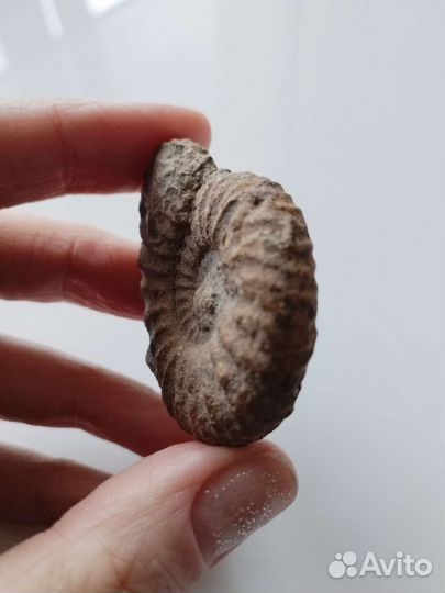 Окаменелости аммониты