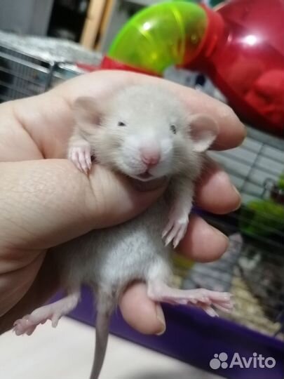 Крыса крысята дамбо рекс
