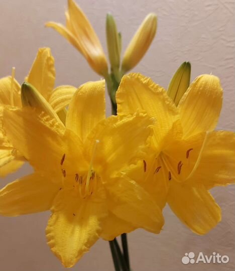 Лилейник Цветок Хорватия Астильба семена укропа