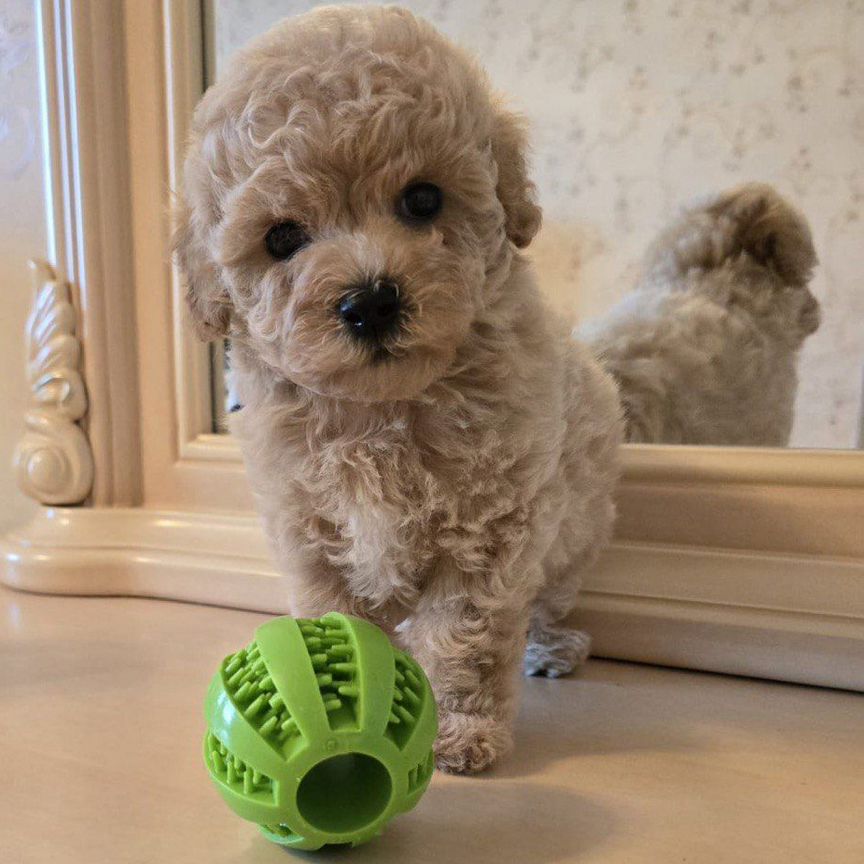 Maltipoo F1