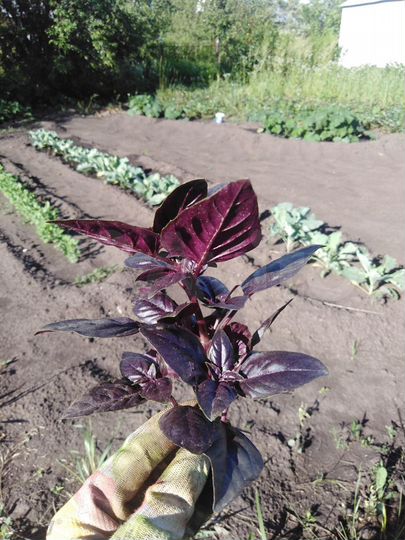 Участок 18 сот. (СНТ, ДНП)