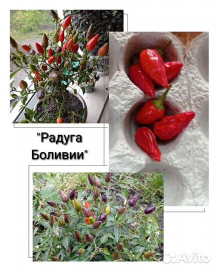 Семена редких сортов острого перца