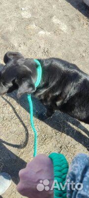 Ошейники Поводки для собак