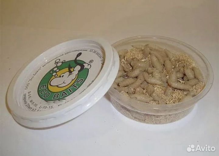 Мотыль, Червь, опарыш