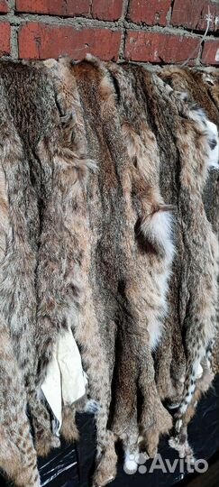 Рысевидная кошка шкура