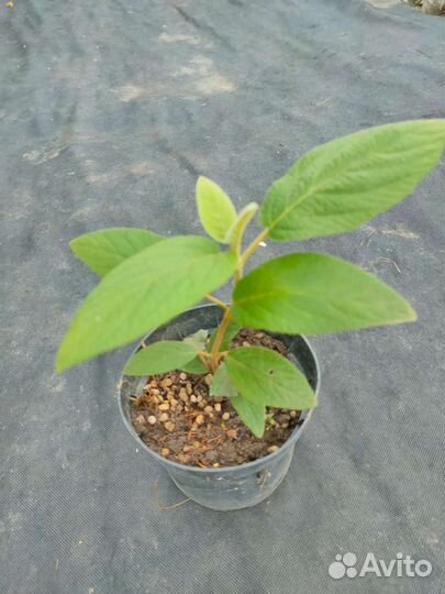 Калина морщинолистная