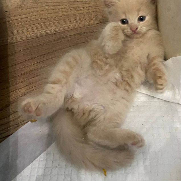 Котёнок от частного владельца