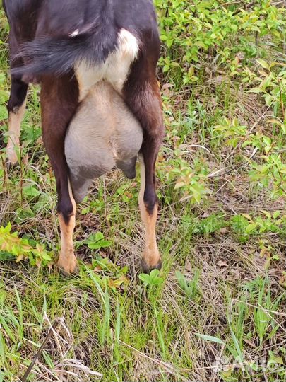 Коза дойная молочная