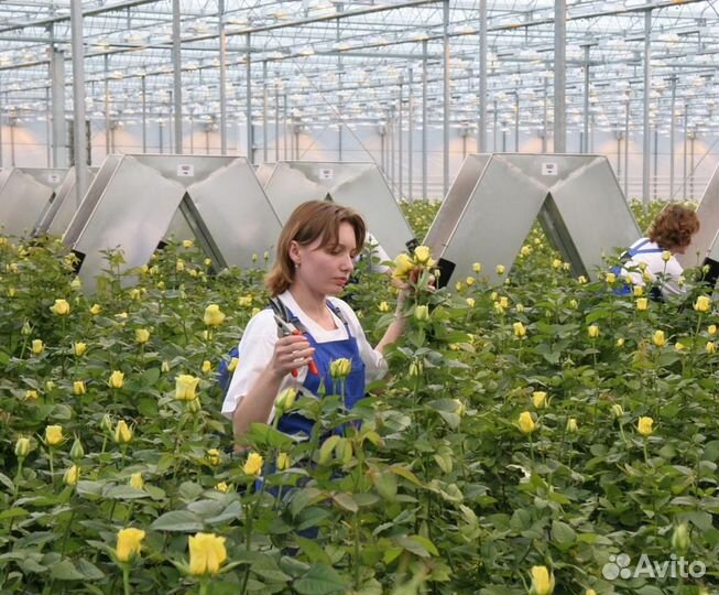 Вахта в Москве - Работник тепличного хозяйства