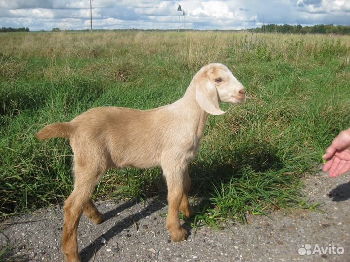 Нубийские козлята