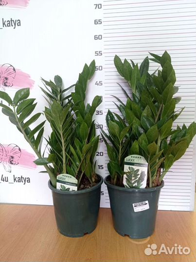 Замиокулькас