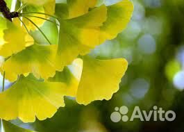 Молодое деревце гинго-билоба