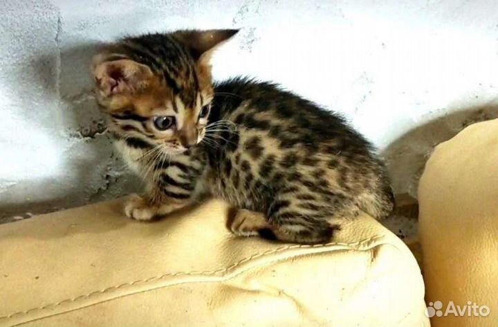 Манчкины коротколапики 1,5 мес Резервирование