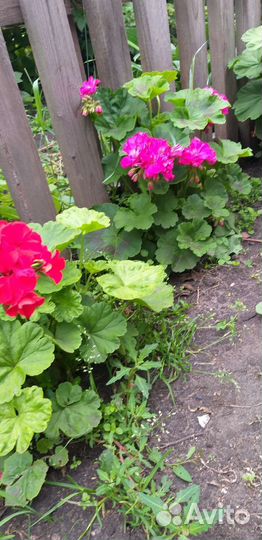 Кркпноцветковая соровая герань - Пеларгония герань