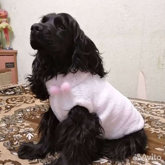 Вязаная одежда для животных