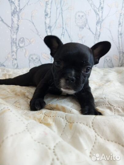 Французский бульдог