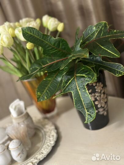 Кротон отросток