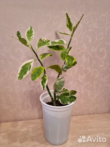 Педилантус