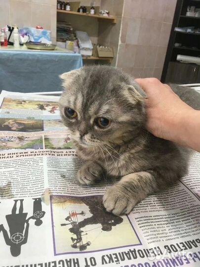 Кошечка Вега