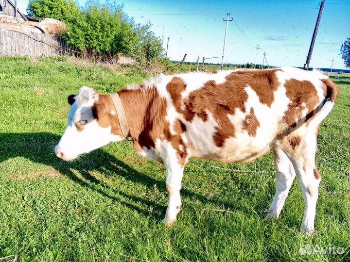 Продается телочка