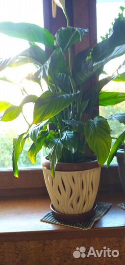 Цветы домашние в горшках