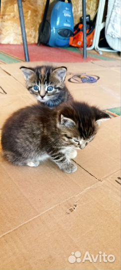 Котята мейн-кун метисы