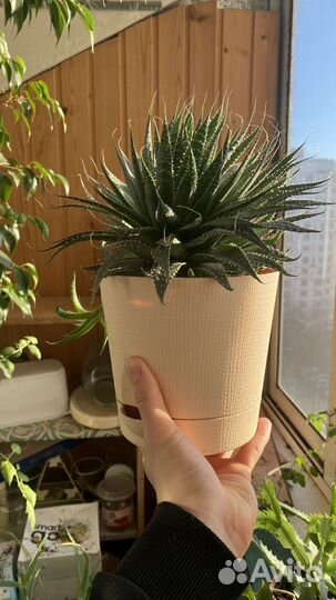 Комнатные цветы