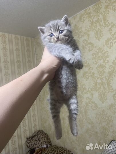 Котенок британка