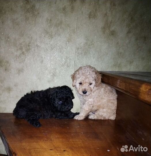 Щенки той и карликого пуделя