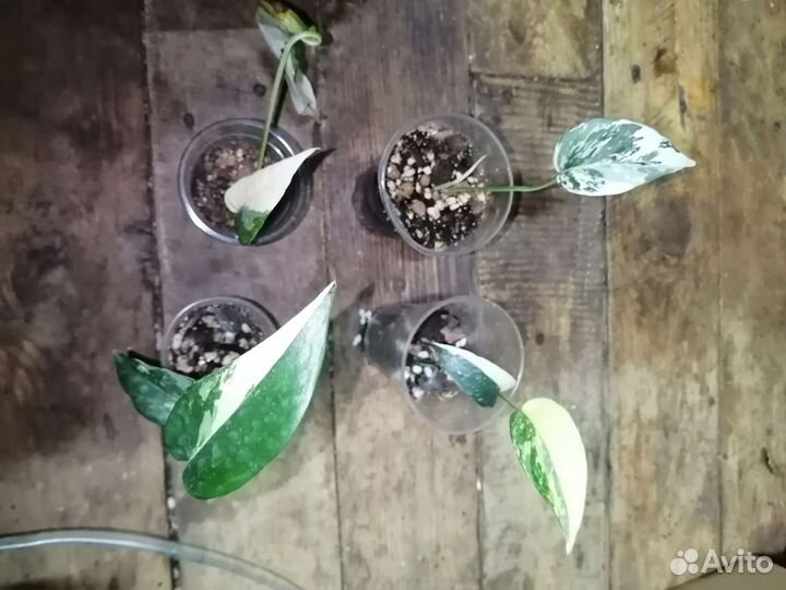 Эпипремнум Пинатум Вайт