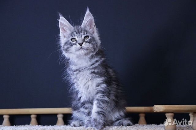 Мейн-кун котик чёрное серебро объявление продам
