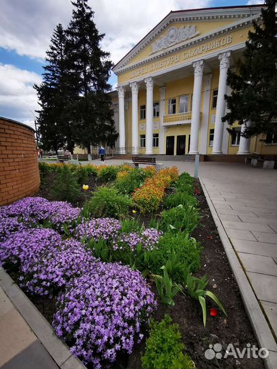 Флокс шиловидный